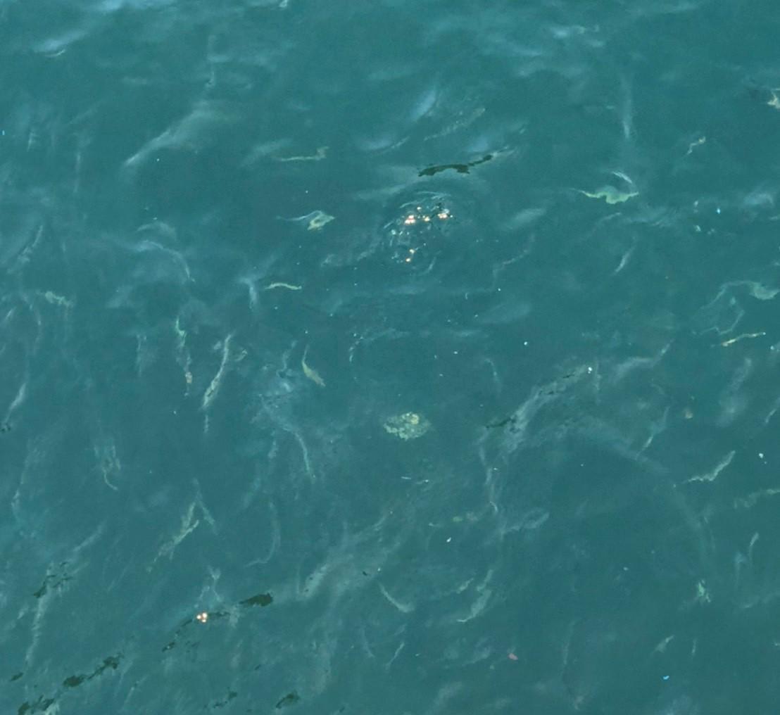 f:id:stormfish:20220101024316j:plain