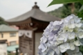 [昼][植][和]紫陽花