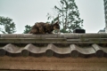 [昼][生]ある日 街の中 ねこさんに であった in 川越喜多院