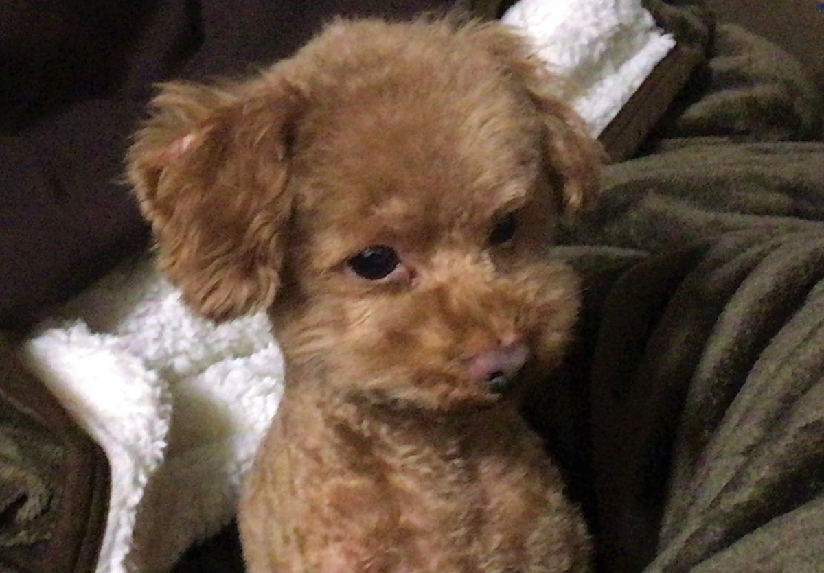f:id:strawberrybuffet:20190420195313j:plain