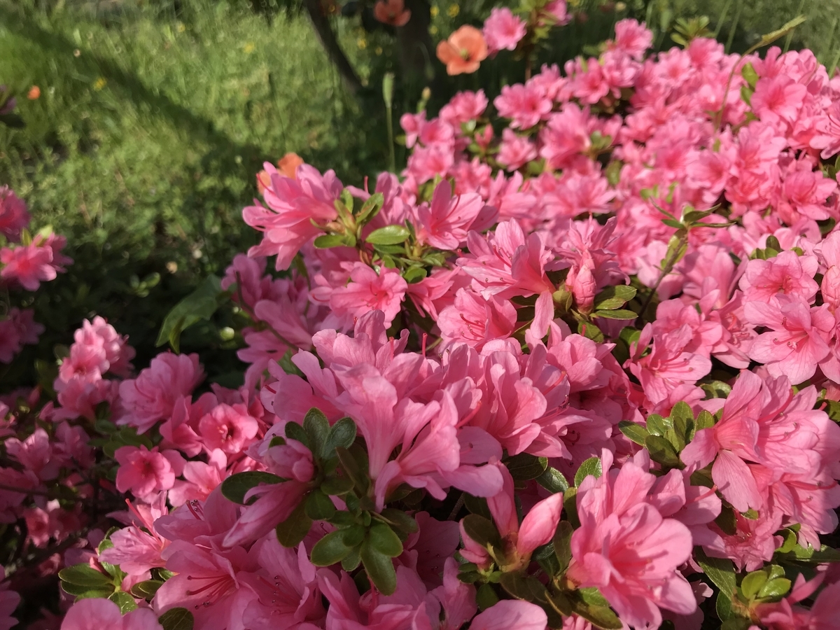 f:id:strawberrybuffet:20190421221327j:plain