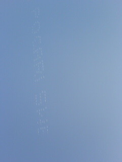 POCARI SWET / RIJF2005