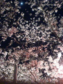 4月6日、近所の桜並木・夜桜.ver