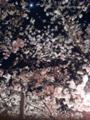 4月6日、近所の桜並木・夜桜.ver