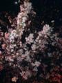 4月6日、近所の桜並木・夜桜.ver2