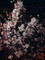 4月6日、近所の桜並木・夜桜.ver2