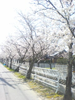4月7日、近所の桜並木