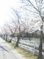 4月7日、近所の桜並木