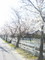 4月7日、近所の桜並木