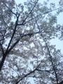 青の桜