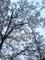 青の桜