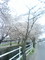 桜散る、帰り道