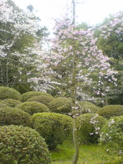 4月16日、忍者村