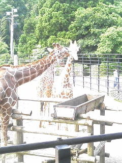 6月18日、きりんさんのキス@動物園