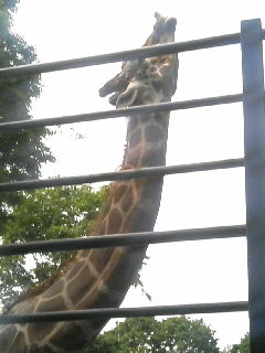 6月18日、きりんさんベストショット@動物園