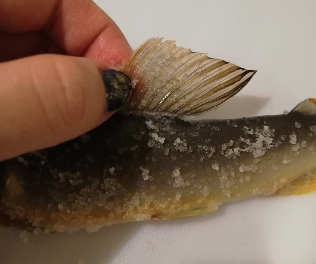 お家で魚活じゃ ラスト1匹 飛騨のあばれ鮎 を最後も塩焼きにしました 魚活ブログ お魚を食べては報告するんじゃ お家で魚活じゃ ラスト1匹 飛騨のあばれ鮎 を最後も塩焼きにしました 魚活ブログ お魚を食べては報告するんじゃ