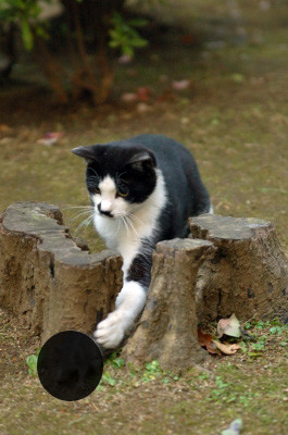 f:id:strongman:20070530122113j:image f:id:strongman:20070530122113j:image