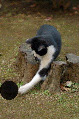 f:id:strongman:20070530122122j:image f:id:strongman:20070530122122j:image