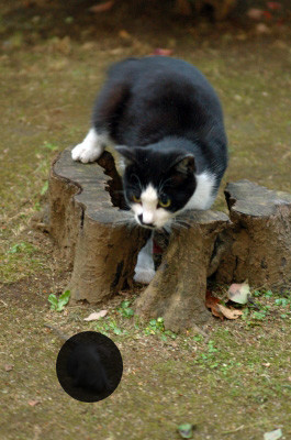 f:id:strongman:20070530122142j:image f:id:strongman:20070530122142j:image