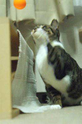 f:id:strongman:20070602072033j:image f:id:strongman:20070602072033j:image