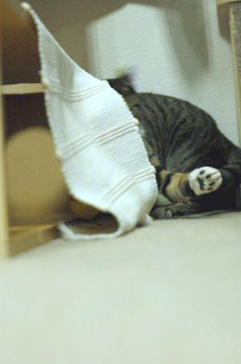 f:id:strongman:20070602072034j:image f:id:strongman:20070602072034j:image