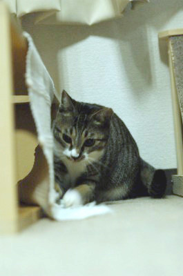 f:id:strongman:20070602072035j:image f:id:strongman:20070602072035j:image