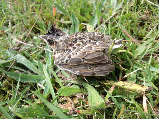 f:id:stroopwaffle:20110807110902j:image:w300 f:id:stroopwaffle:20110807110902j:image:w300