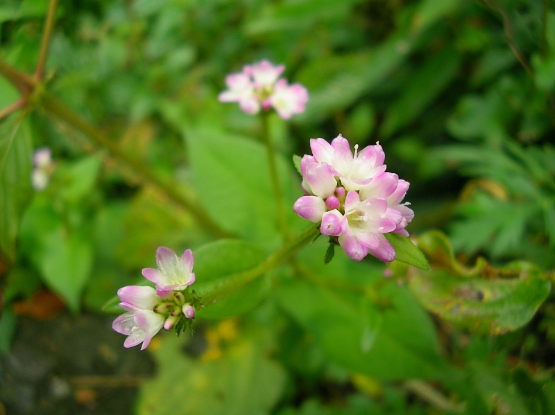 みそそばの花と葉