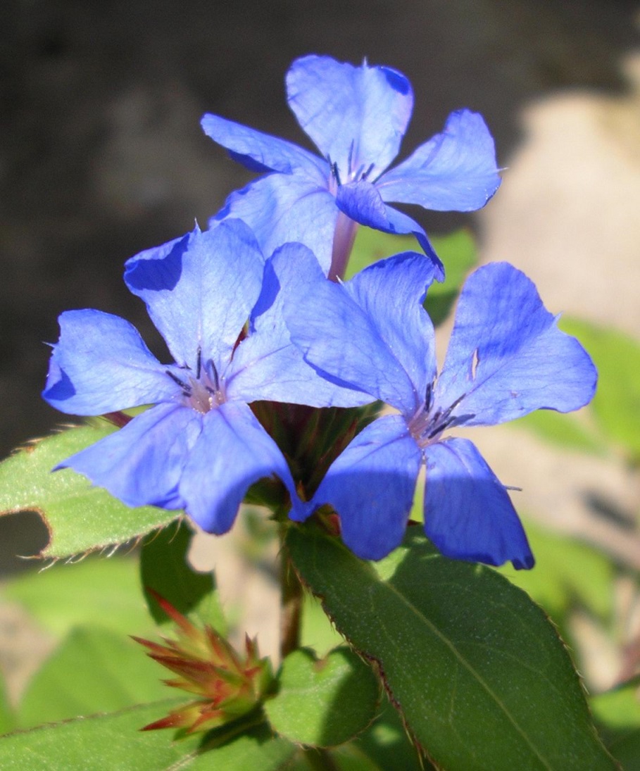 ブルーサファイアの花