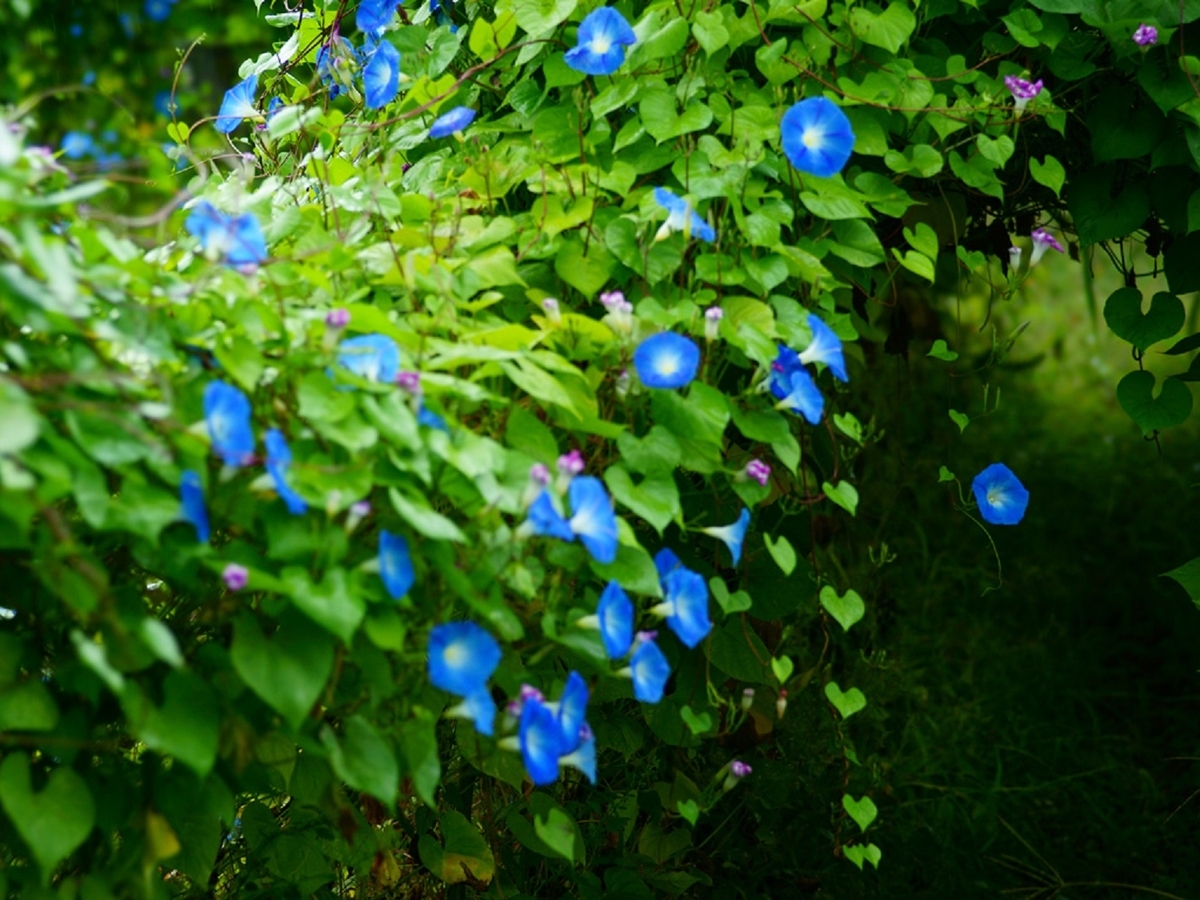 朝顔の花壇