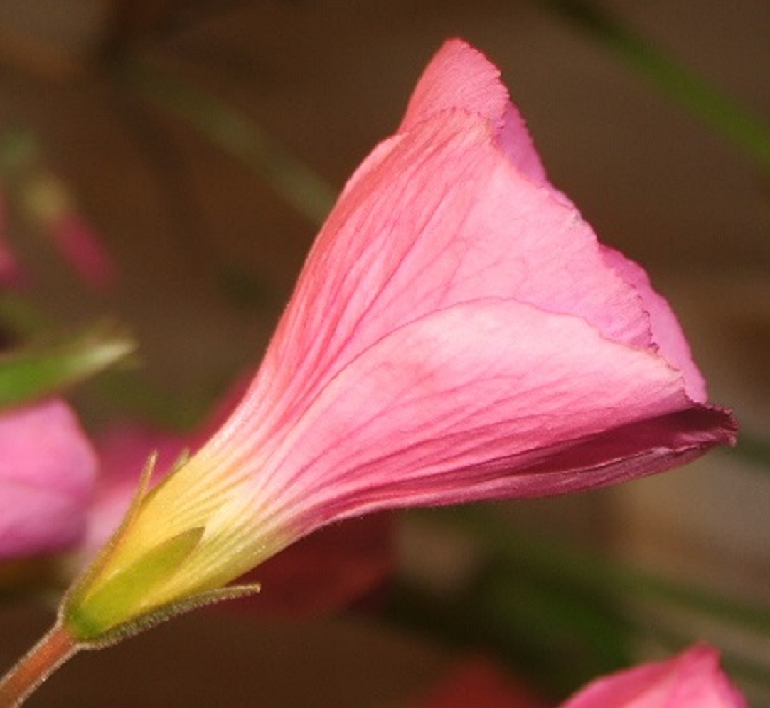 花の閉じたオキザリス・ボーウィ