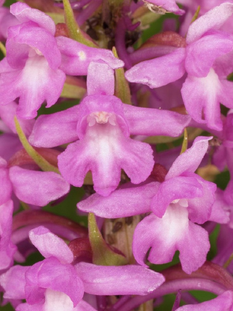 てがたちどりの花