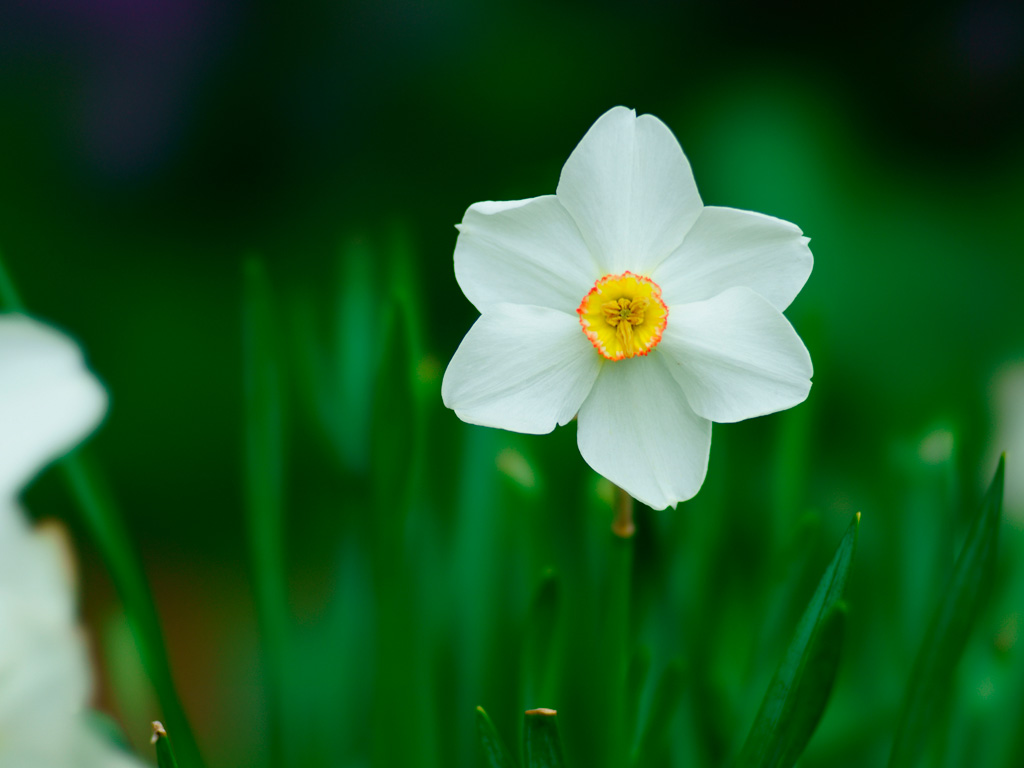 水仙の花