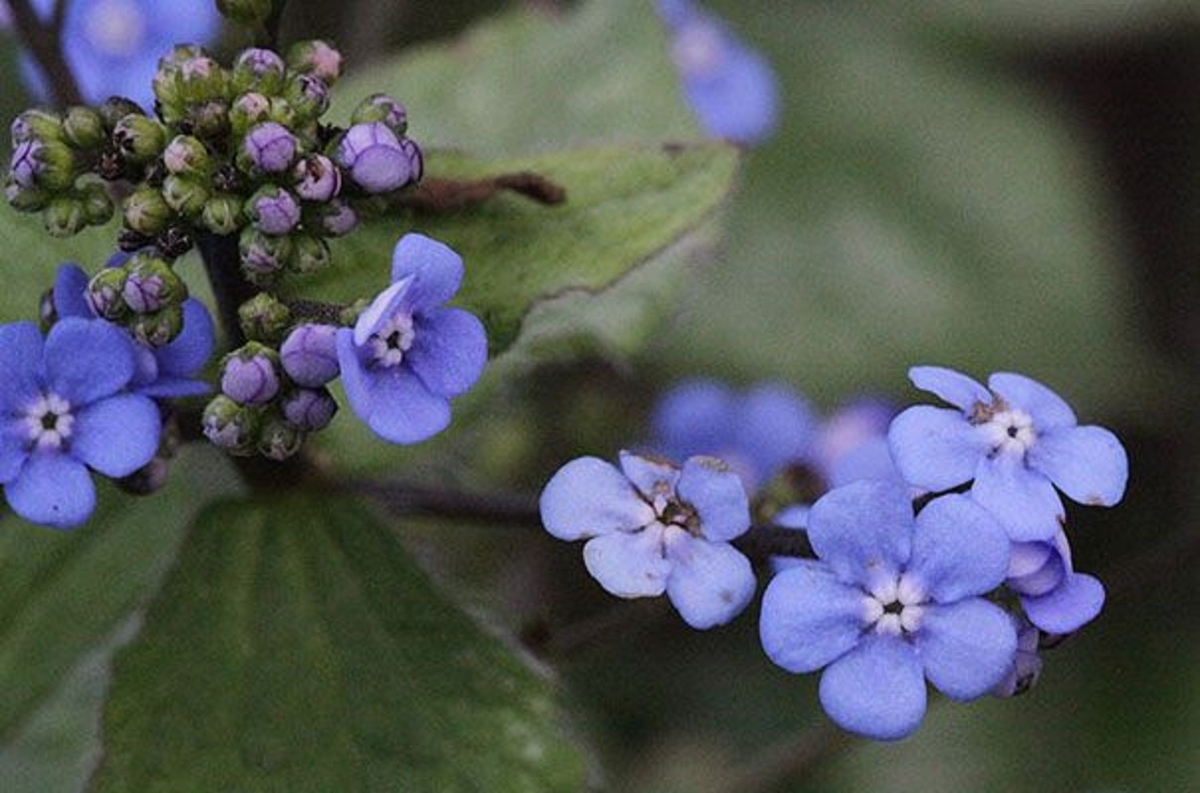 ブルネラ’ジャック・フロスト’の花