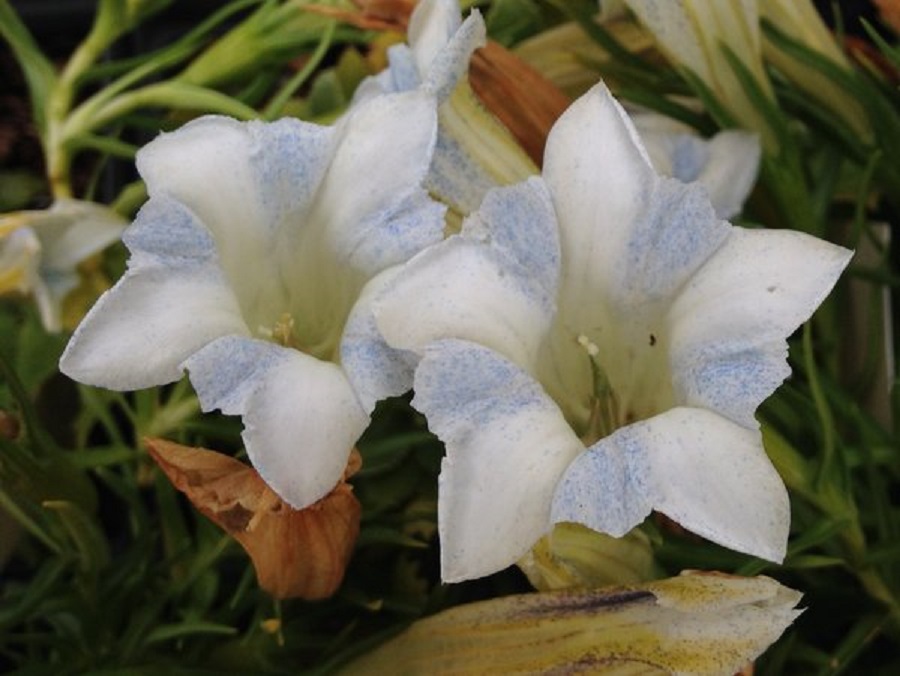 りんどうの花