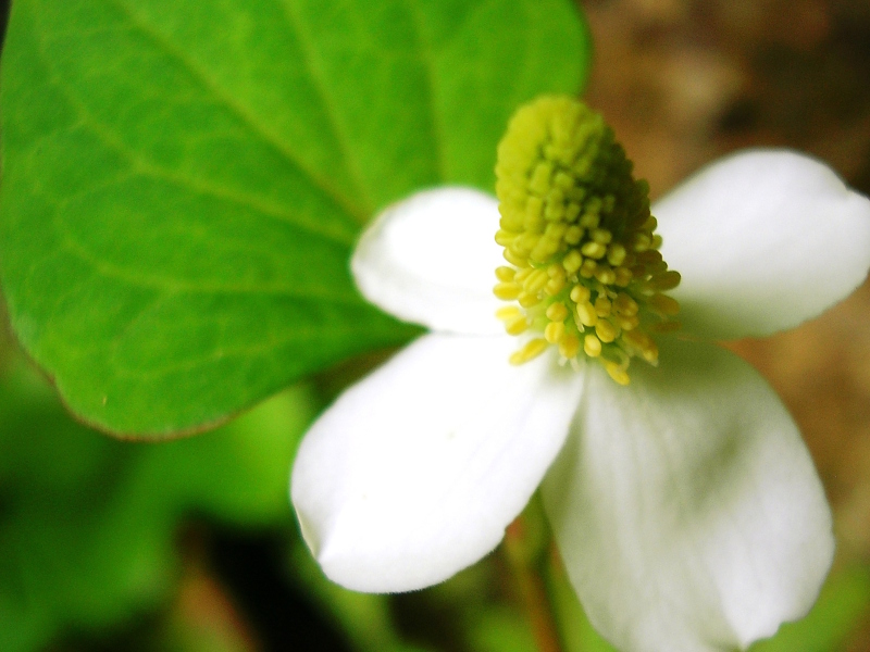 ドクダミの花
