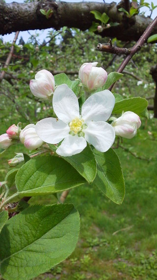 リンゴの木に咲く花