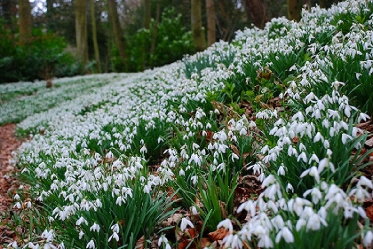 スノードロップ Greenjane