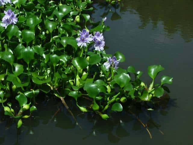 水面に咲くホテイアオイ