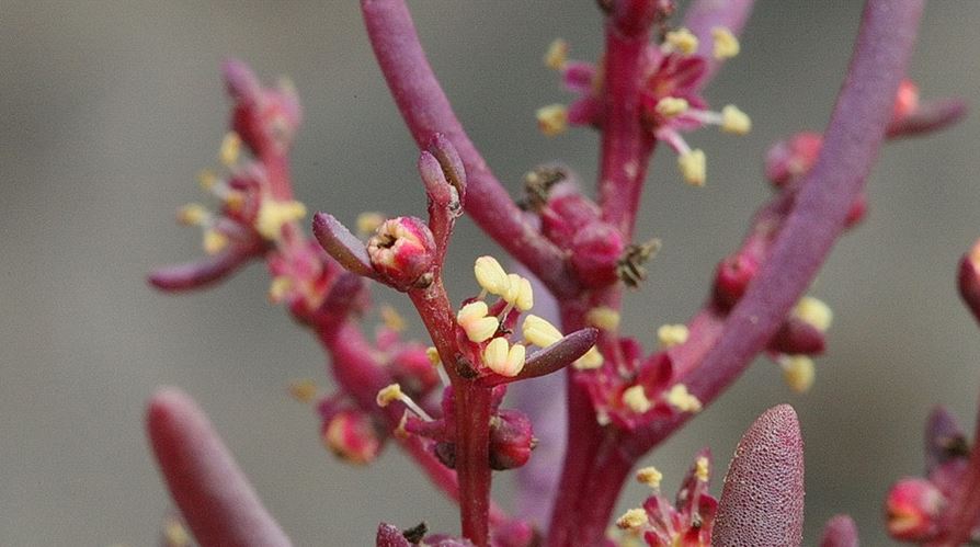 しちめんそうの花