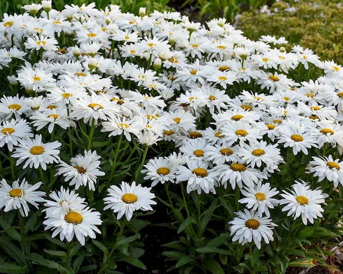 ひなぎく（デイジー）の花畑