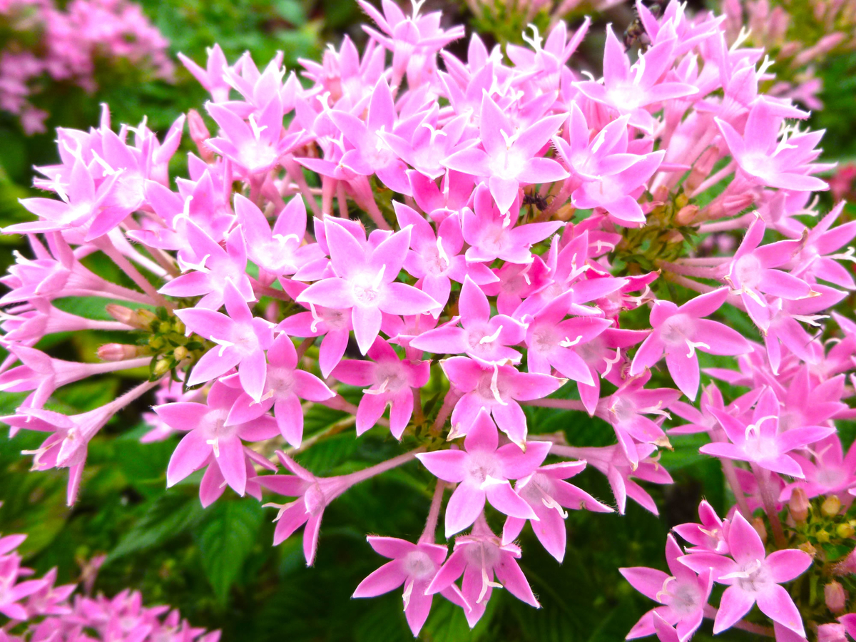 ペンタスの花畑