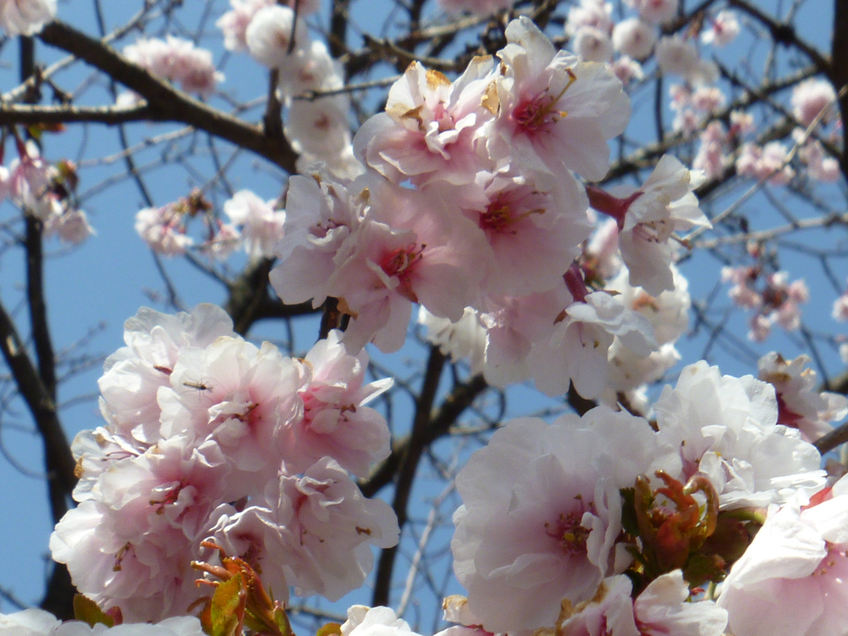 開花とともに新葉もつける山桜