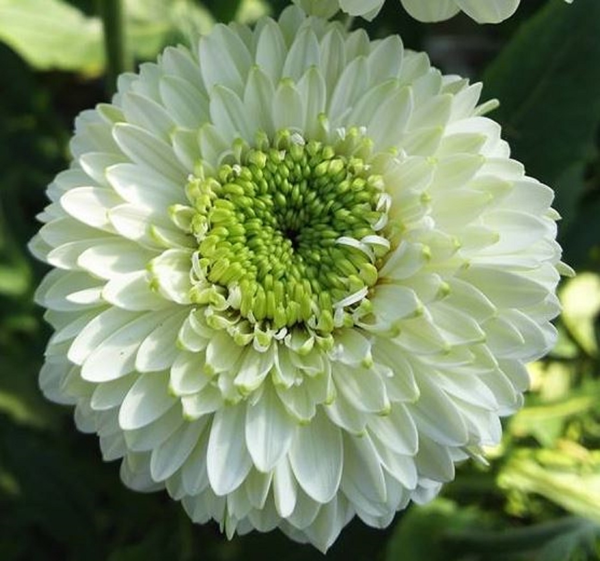 ガーベラ・カリストの花