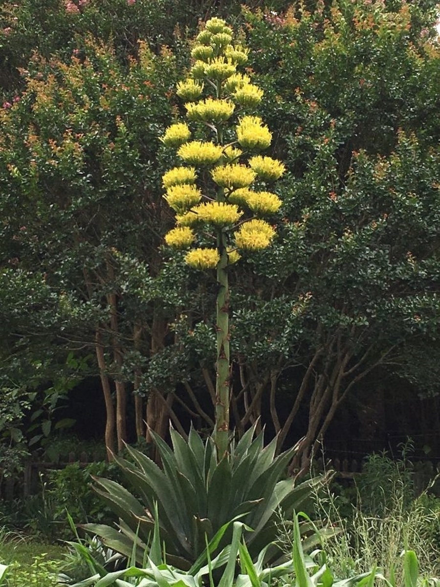 アガベの咲いた花の様子