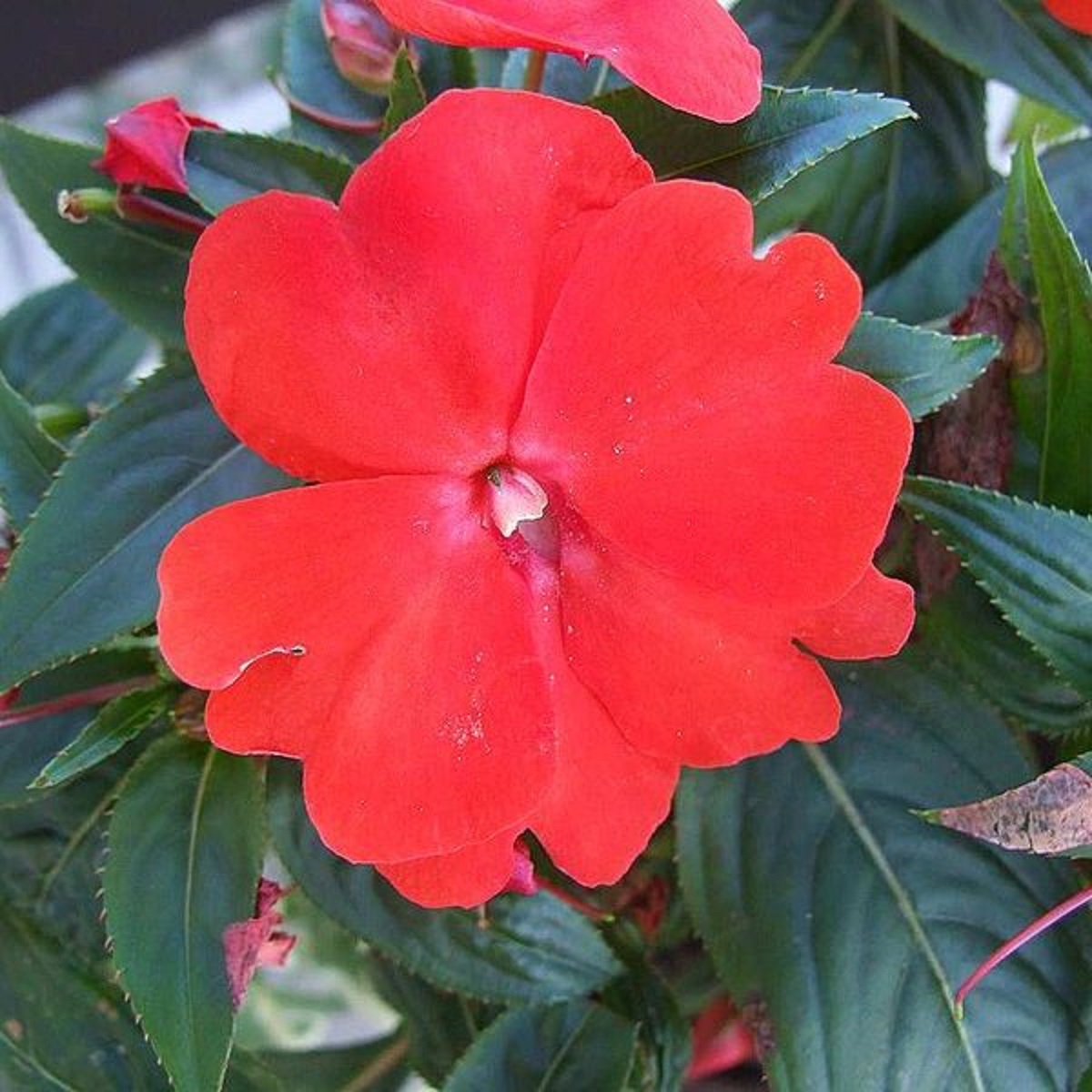 インパチェンス Greenjane