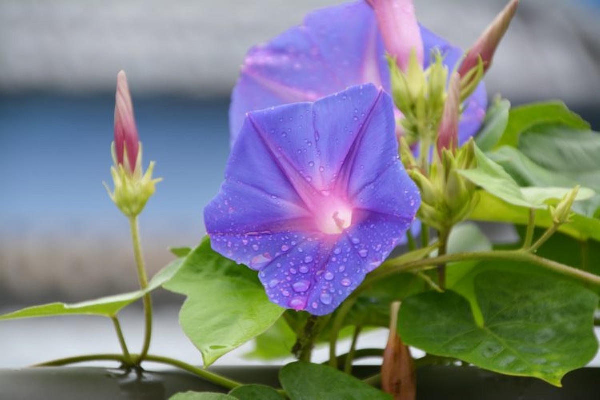 朝顔の青紫色の花