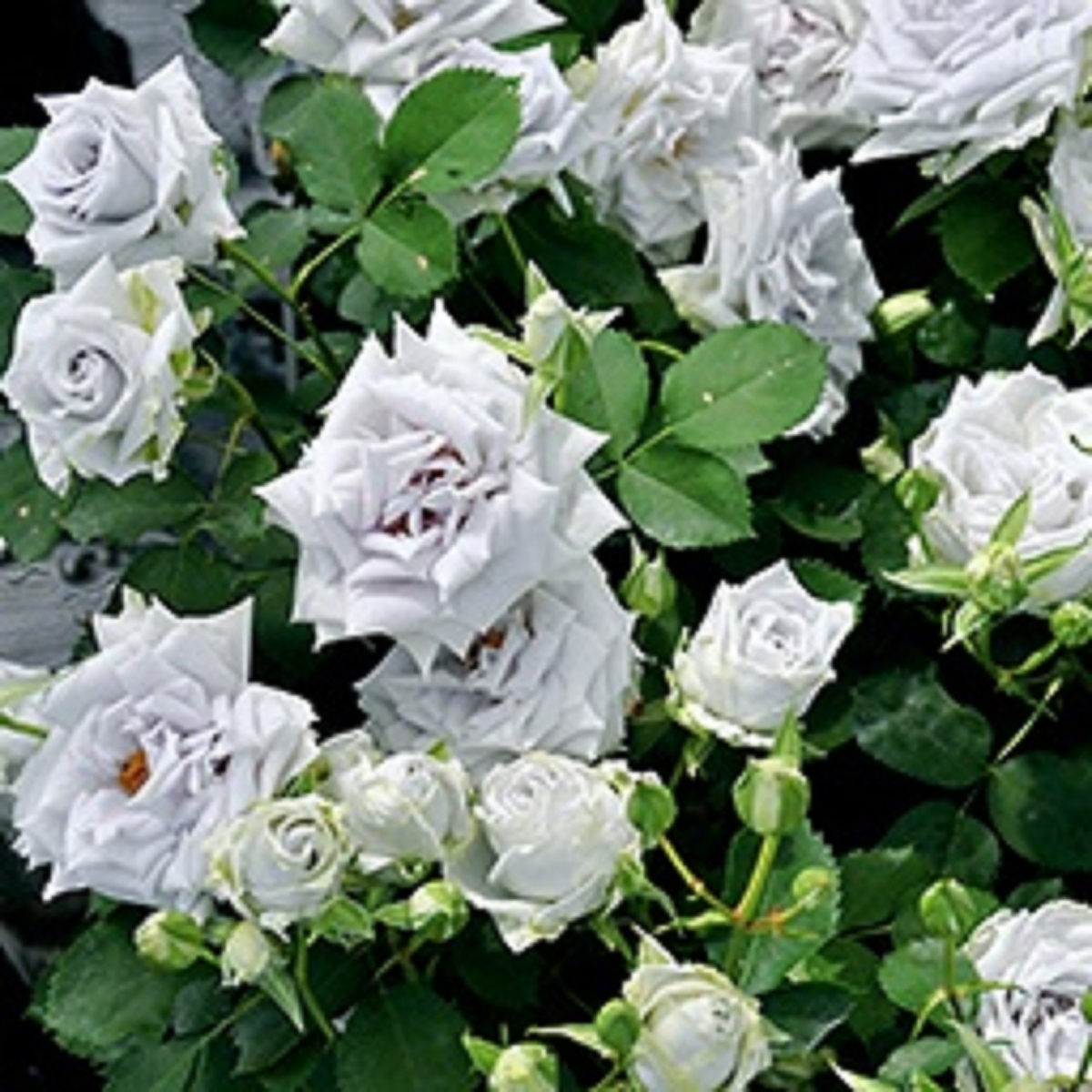 ブルーヘブン 薔薇 バラ 青いバラ 青薔薇 青バラ Greenjane