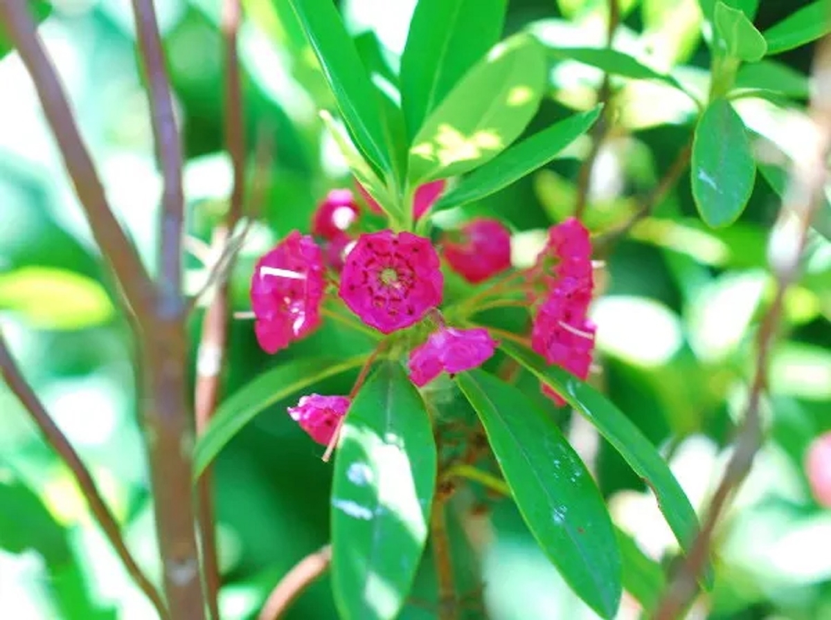 別名ホソバアメリカシャクナゲの花
