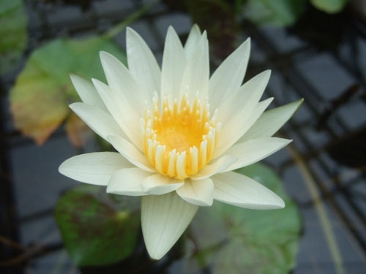 t*m様 オデッセイモールド　ウォーターリリー　睡蓮 The Garden Of Water Lilies 睡蓮の庭 World : 睡蓮の庭 Author